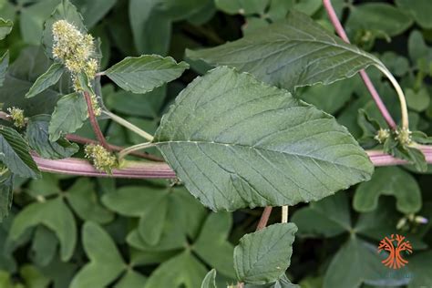 Amaranthus Retroflexus Red Root Amaranth (Amaranthus Retroflexus)