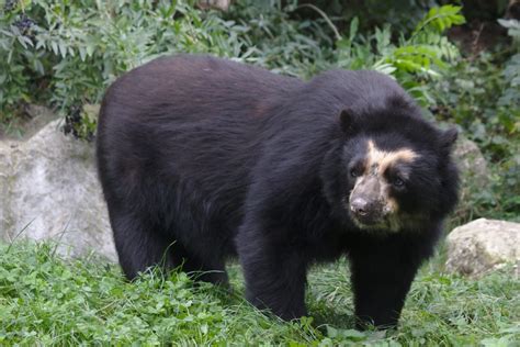 ¿Qué Raza de Oso es Paddington? Descúbrelo Aquí | Optica Naranjo