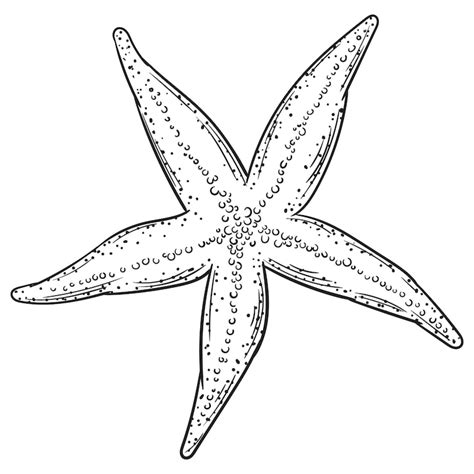 Clipart Seestern Bilder - Kostenloser Download auf Freepik