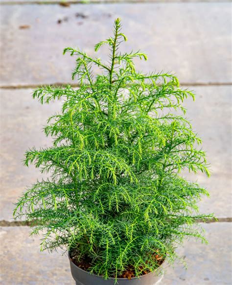 Hahnenkamm-Sicheltanne Elegans Viridis - Cryptomeria japonica Elegans ...