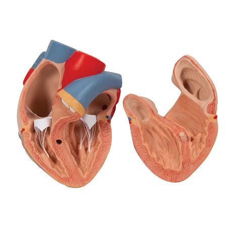 Anatomical Teaching Model | Plastic Lung Model | Lung Model with Larynx
