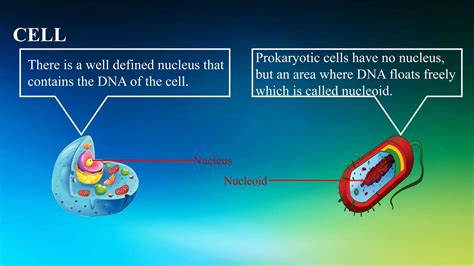 THE CELL-TYPES PROCARYOTES AND EUKARYOTES.pptx. | PPTX