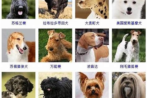 世界上最全狗狗品種名錄,愛狗人士快來看看喲~ - 每日頭條