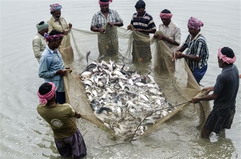 Improvement in Food Resources Class 9 Notes Science Chapter 12 Free PDF