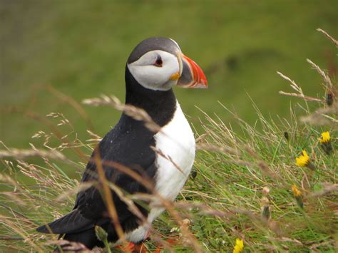 How Cute are Puffins?