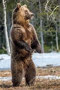 Image result for Bear with Mange Standing