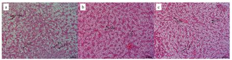 Preliminary Study to Assess the Impact of Dietary Rutin on Growth ...