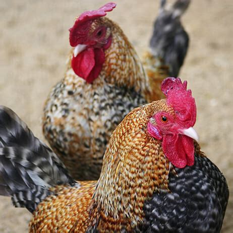 Slaughter Process 的图像结果