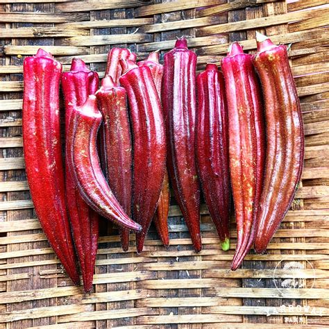 Jing Orange Okra – Yarroway Farm