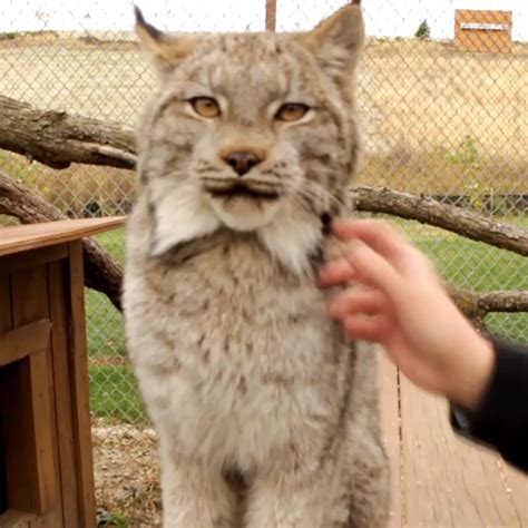 Differences between Lynx and Bobcats Big Run Wolf Ranch with Yoki | By ...