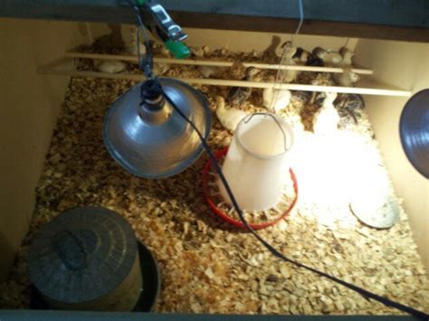 Image result for Turkey Brooder