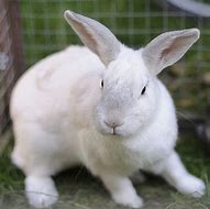 Image result for North American Rabbit