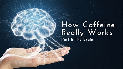 How Caffeine Really Works; Part 1: The Brain – Sol Energy