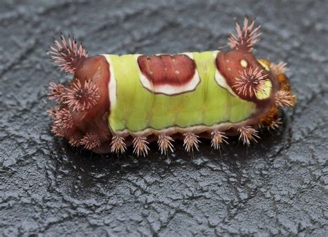Saddleback Caterpillar