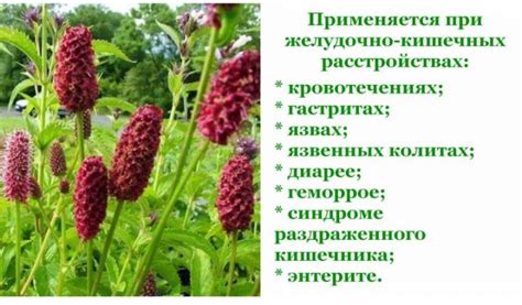 Кровохлебка — лечебные свойства и противопоказания, показания к применению