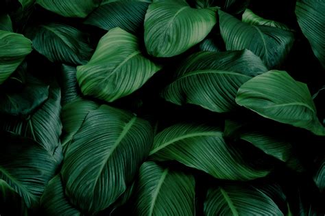 Disinfecting Wipes - Lemongrass Citrus | Seventh Generation