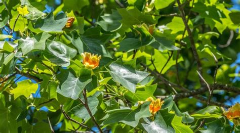 Image result for Tulip Tree CT