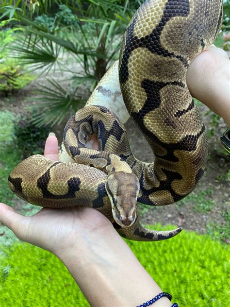 Image result for Super Bamboo Ball Python