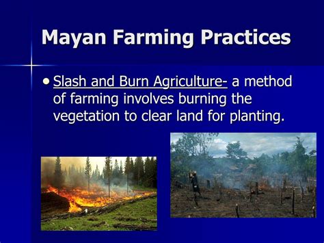 Slash And Burn Agriculture Maya