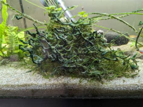 Image result for Growing Java Moss