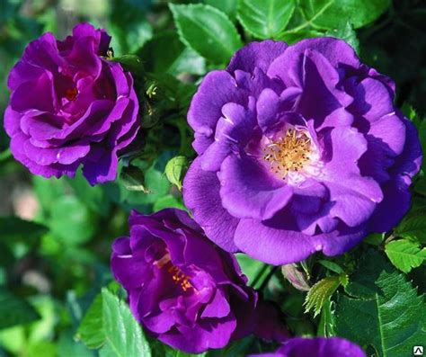 Image result for Flower Digram Using Turtle Python