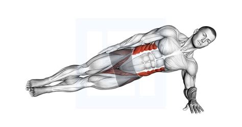 Image result for Contralateral Leg Raise