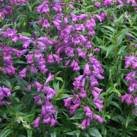 Buy beard tongue Penstemon 'Sour Grapes M. Fish': Delivery by Waitrose ...