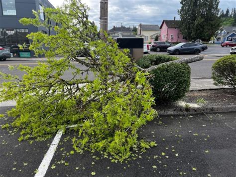 Chainsaw massacre of Oregon City tree prompts whodunit - oregonlive.com
