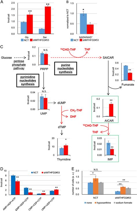 Image result for Purine Synthesis Folate