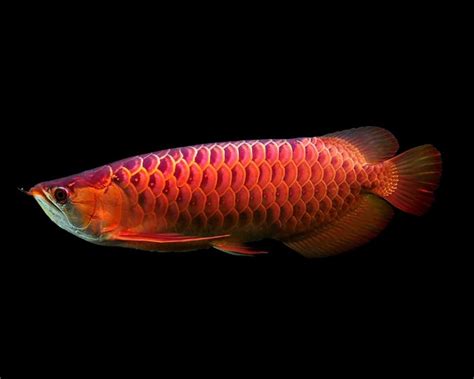 Arowana Fish Summer Care Guide