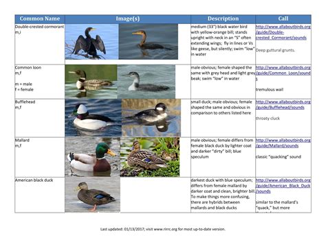 31 Free Printable Duck Identification Charts [PDF]