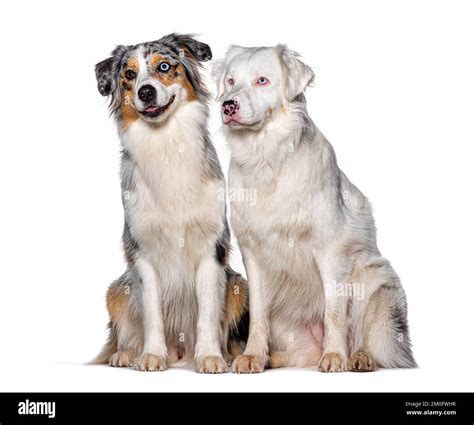 Double Merle Australian Shepherd