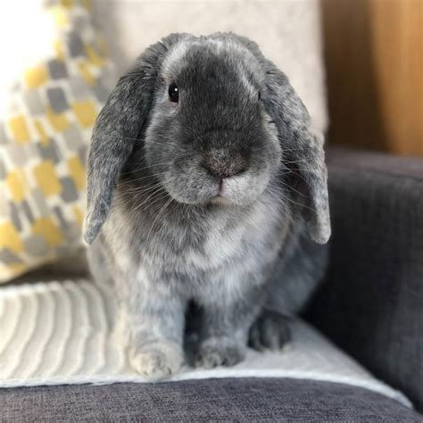 Mini French Lop Rabbit A Guide To Bunny Colours BOSWORTH BUNNIES