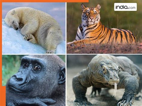 AI की भविष्यवाणी- 2050 तक धरती से विलुप्त हो जाएंगे ये जानवर, 35 वर्षों ...