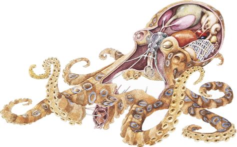 Divine Designs Cool Squid Octopus Anatomy Cartoon India | Ubuy