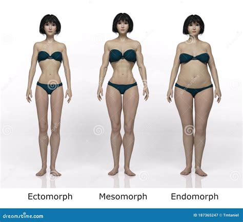 3D Render : Standing Male Body Type : Ectomorph , Mesomorph , Endomorph ...