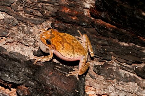 Image result for Spring Peeper Frog Habitat