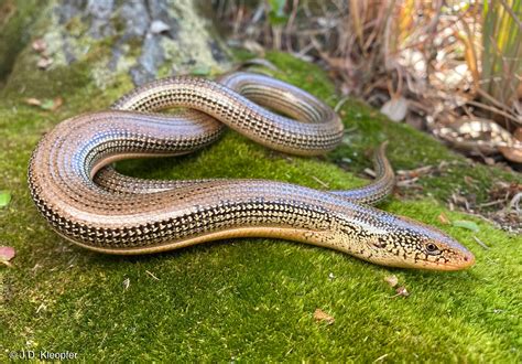 Download Eastern Glass Lizard Rests On Mossy Root Wallpaper ...