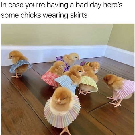 cute chicks 🐣 | Baby animals funny, Baby animals super cute, Cute ...