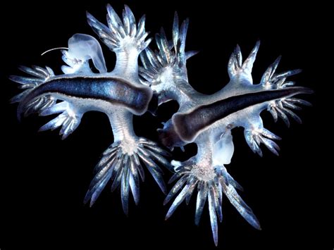 How Do Shells Form 的图像结果