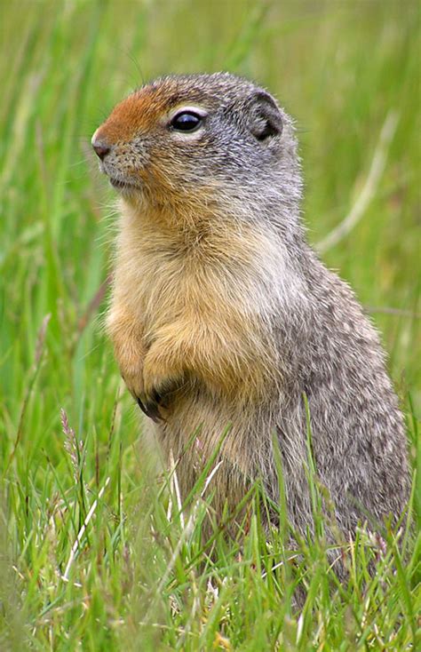 Richardsons Ground Squirrel