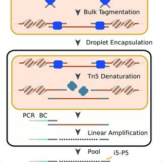 qPCR 的图像结果