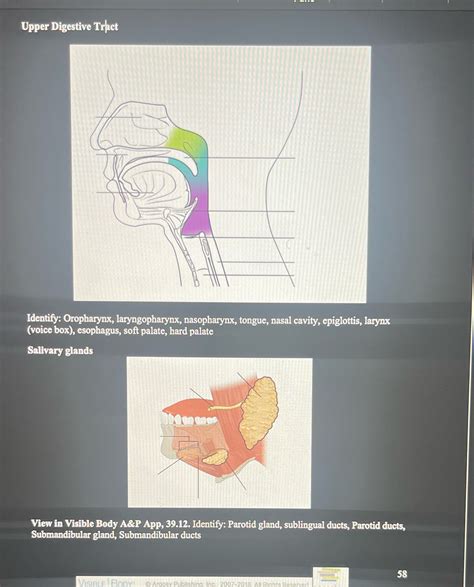 [Solved] Upper Digestive Tract Identify: Oropharynx, laryngopharynx ...