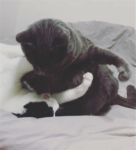 Entity Code 的图像结果