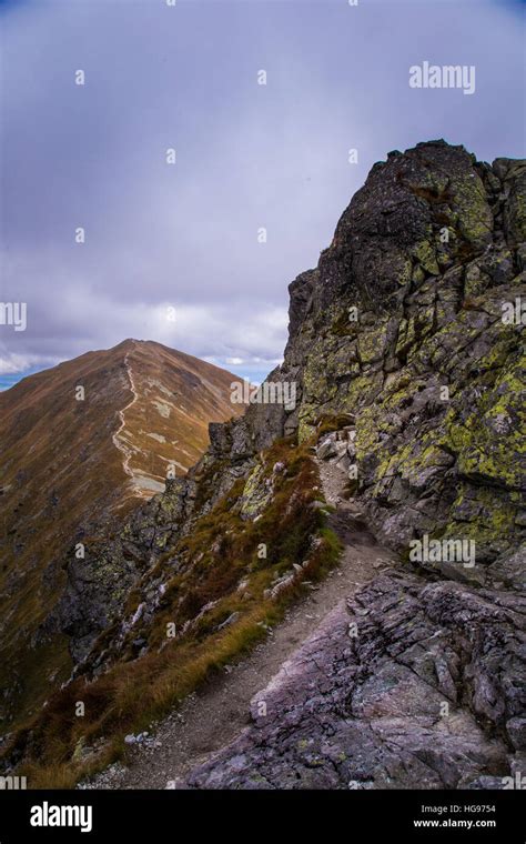 Image result for Timber Line