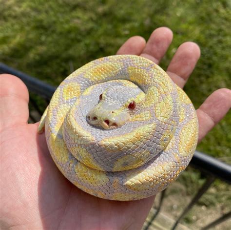 Image result for Baby Albino Ball Python