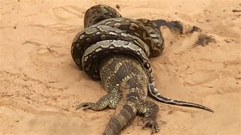 Image result for Giant Python Catching Prey