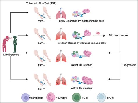 Frontiers | Early innate cell interactions with Mycobacterium ...
