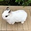 Image result for Miniature Bunny Rabbits