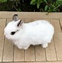 Image result for North American Rabbit